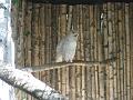 Zoo Cottbus 058